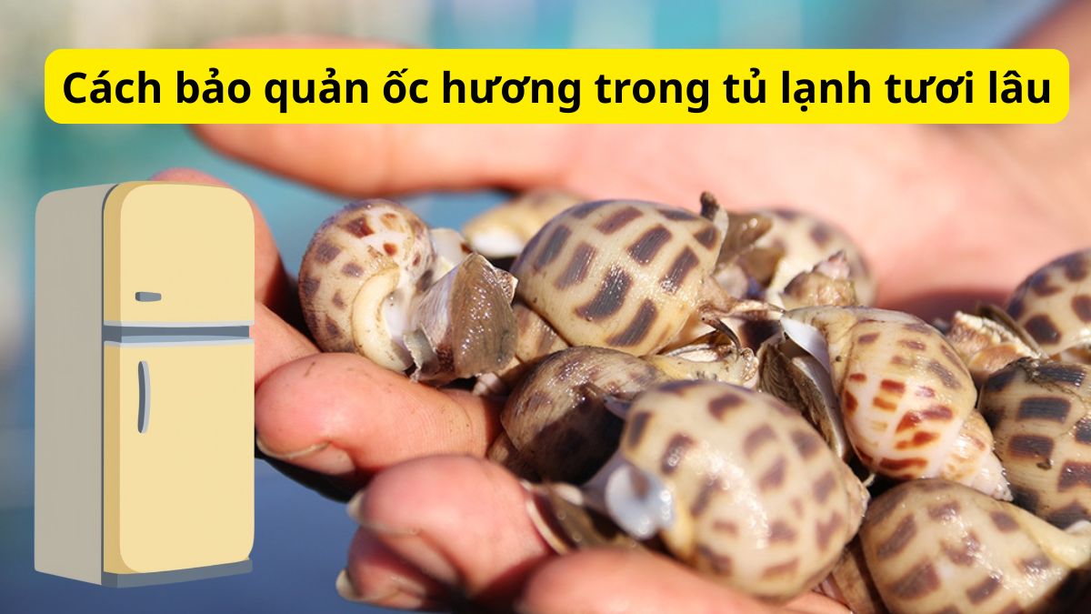 Cách bảo quản ốc hương trong tủ lạnh tươi lâu
